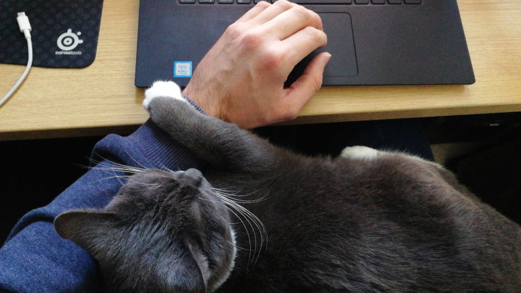 A grey cat with white paws sitting on the lap of the person taking the photo. The person is sitting at a desk with their arm reaching out and their hand on a laptop touchpad visible in the background. The cat is resting a paw on the outstretched arm.
